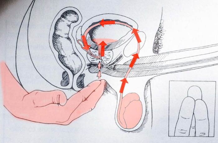 Introdução à Injaculação Como Chegar ao Orgasmo Sem Ejacular