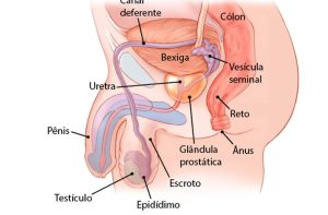 Saiba tudo sobre hormônios sexuais masculinos
