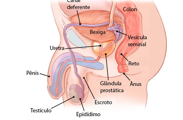 Saiba tudo sobre hormônios sexuais masculinos